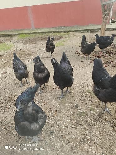 Toyuqlar: Satılır: Cins xoruz ve toyuqlar bir xoruz üç fere satılır fereler — 7