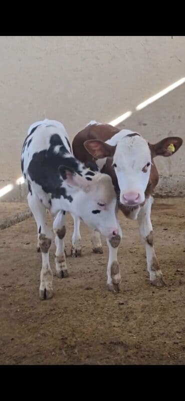 ucuz toyuqlar: Məhsul: Dana (2 ədəd) Təsvir: - Cins tip: süd istiqamətli seleksiya – — 3