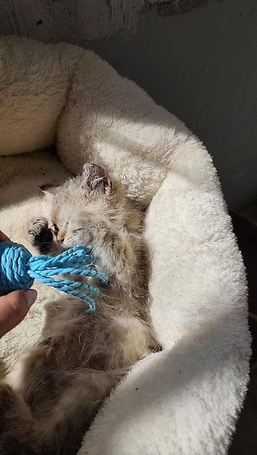 ruletka cat: Qızıl şinşilla, Erkək, Yaxşı əllərə, Ödənişli çatdırılma — 3