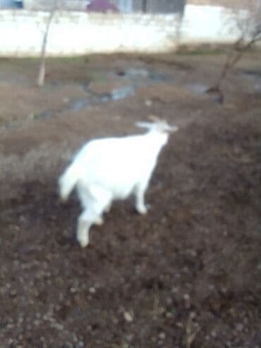 Коровы, быки: Boğazdır dişi sani çəpiş satılır istəyən olsa yazsın video sun atım — 5