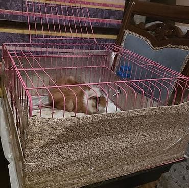 Heyvanlar üçün mallar: Çin dovşanı (guinea pig) və qəfəs dəsti - Növ: Uzun tüklü guinea pig — 2