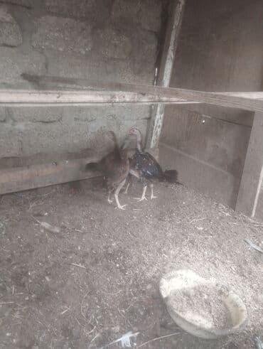 cucələrin satışı: Toyuq cücələri, Damazlıq — 4