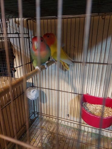 cuce qefes: Sevgi quşları (Agapornis) – 2 ədəd - Növ: Agapornis (sevgili/papağan — 2