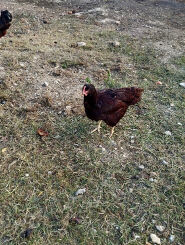 Hinduşka: Toyuq, Yumurtalıq — 7