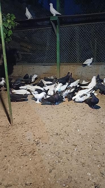 quş xana: Məhsul: Qabarlı ayaqlı dekorativ göyərçinlər (qarışıq rənglər) — 5