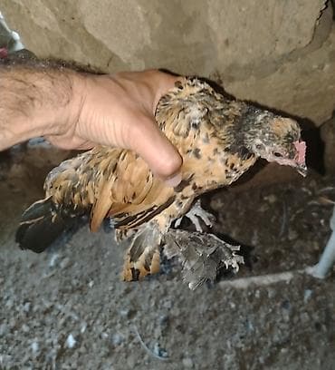 toyuq cuce satisi: Yapnkalar ayağı tüklü kəkilli — 7