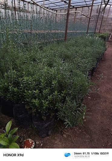 şeki: Məhsul: dekorativ kollar üçün əkilmiş fidanlar (qablarda) Təsvir: - — 5