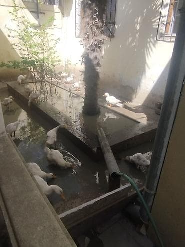 mandarinka ördeyi: Salam gördüyünüz Pekin ordeklerin Satıram Şəraitim olmadığı üçün — 3