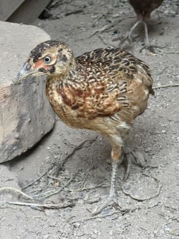 Qirqovullar satilir beceler ve illikler