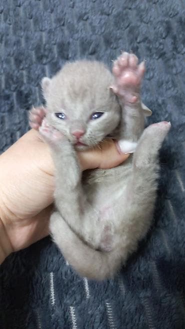 balaca itlerin satisi: Şotland yastı qulaq — 3