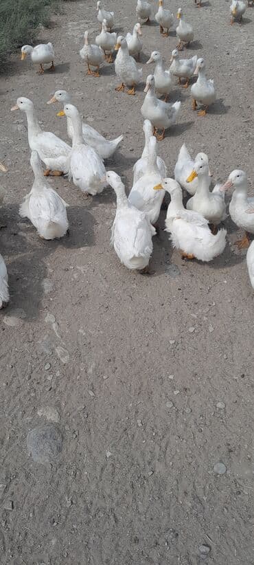 ördək balası və cücə: Ağ ördəklər sürüsü - Rəng: tam ağ lələkli, narıncı gaga və pəncələr - — 5
