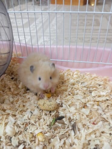 Pişiklər: Ev heyvanı – hamster (Suriya/qlodman tipli, uzun tüklü) — 1