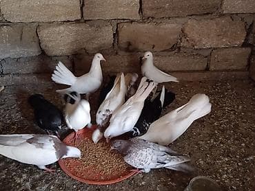 drakon göyərçin: Bala quwlardi.çöl gormuyubler.mawtagada yerlewir.isteyen elaqe — 2
