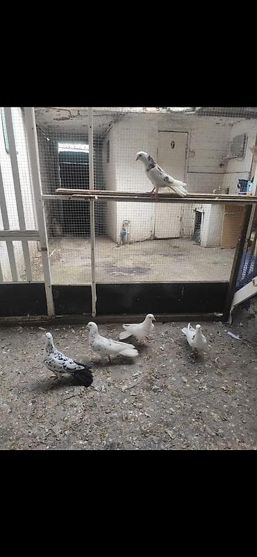 tap az goyercinler: Quslar satilir enli quyruqdurlar.maraglananlar zeng etsin — 1