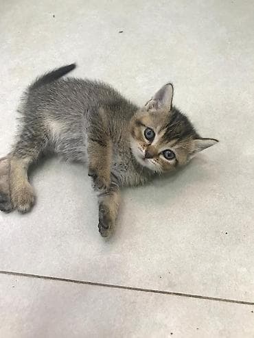 pişik ucun oyuncaq: Tabbi — 6