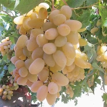 murebeler: Məhsul: Avatar kişmişi (uzun, barmaq formalı qara üzüm sortu) - — 5