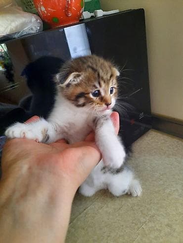 pişik cütleşdirmek: Şirin balaca pişik balaları - Cins: Şotland qıvrıqqulaq və düzqulaq — 5