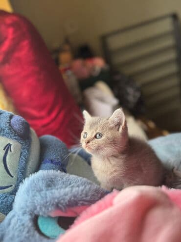 şotlan pişik: Şotland yastı qulaq, Erkək, Dişi, Yaxşı əllərə, Ünvandan götürmə, Pulsuz çatdırılma, Ödənişli çatdırılma — 96