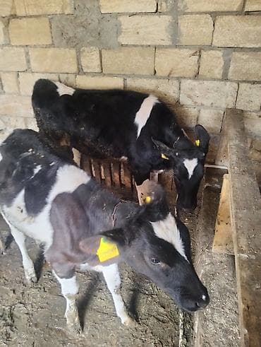 itler pikines type 1: Iki edəd dişi dana biri 7 ayliqdi bir 6ayliqi qiymət ikisinə aidi — 6