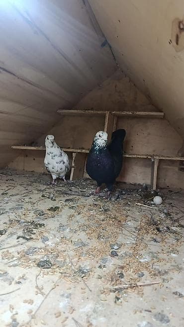 Heyvanlar üçün mallar: Cins göyərçinlər – dekorativ və uçuş üçün Hər birinin öz qiyməti var — 3