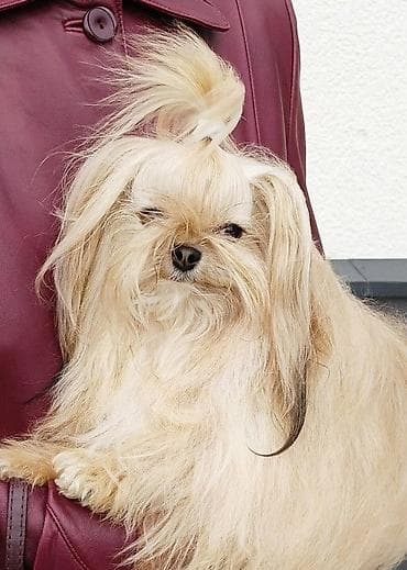 xaski balasi satisi: Shi-tsu, Rayonlara çatdırılma — 3