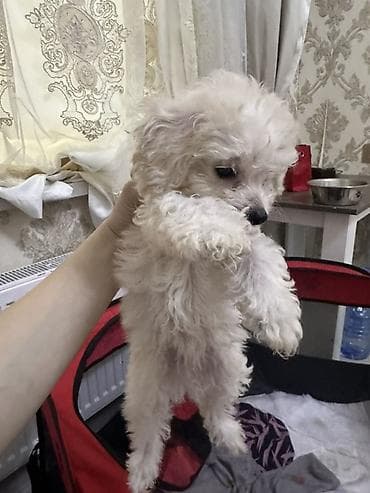 kangal iti qiymeti: Pudel, 2 ay, Erkek, Sənədli, Ünvandan götürmə, Ödənişli çatdırılma — 8