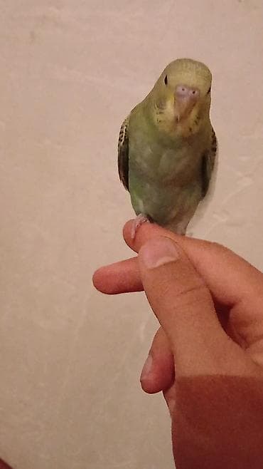 Tutuquşları: Salam. Əl quşudur. isteyen Vpdan yazsin vidiosunu atim. Ünvan — 5