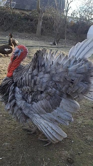 cins ineklerin satisi: Erkək, Damazlıq — 8