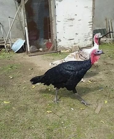 Hinduşka – həyət şəraitində saxlanılan iri cins. - Şəkildə 2 baş