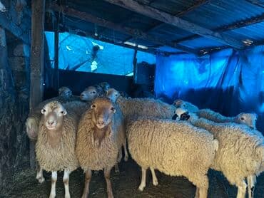 quzu satan: Qoyun sürüsü – ət və yun istiqaməti - Şəkillərdə müxtəlif yaşlarda — 1