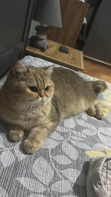 golden retriver it: Britan, Dişi, Yaxşı əllərə, Ünvandan götürmə — 3