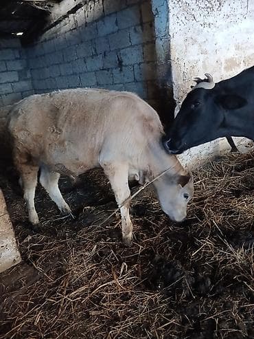 at satılır: Salam heyvan Ana baladi yaxsi erkek balasi var inek hundur inekdi — 10