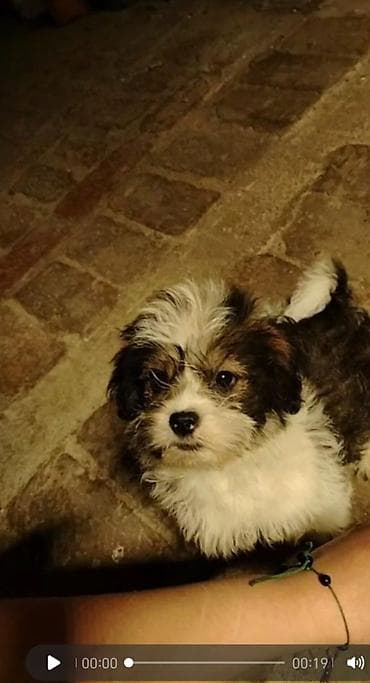 marshall major 5 qiymeti: Samsung Kolonka, Növ - Portativ, rəng - Ağ — 4