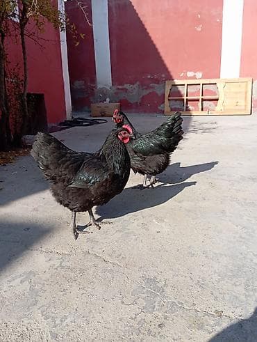 heyvan seksi.com: Təmiz Alman avstraloplarının yumurtaları satılır 🥚 Xüsusiyyətlər: - — 3