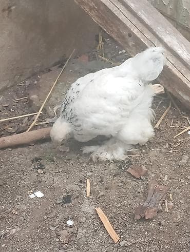 kend cucesi: Cins toyuq balaları – tüklü pəncə (pəncələri lələkli) ləhçəli — 5