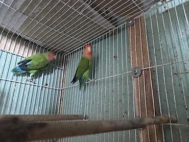 quslar haqqinda melumat: Məhsul: Cüt “Lovebird” tutuquşuları (Ağ üzük gözlü, şaftalı başlı növ) — 3