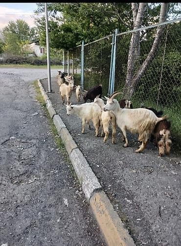 pitbul balaları: Satılır: Keçi sürüsü Məhsul təsviri: - Şəkillərdə müxtəlif rəng və — 1