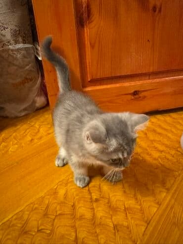 немецкий дог: Самец, В добрые руки, Платная доставка, Доставка в районы, Самовывоз — 8