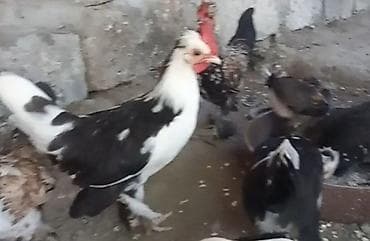 Heyvanlar: Məhsul: Bəzək və yerli qarışıq cins Yaponka toyuqlar Təsvir: - — 2