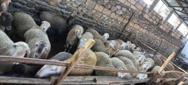 balasına sud verməyən qoyun nə adlanır: Qoçun almış dişi toğlular. 23 baş dişi 2 baş qoç kom satılır — 4