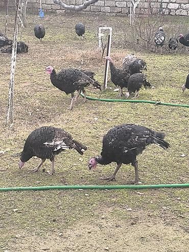 Digər quşlar: Amerikan bronz hinduskalari satisda.hem damazliq hem etdiy.6 ayligi — 1