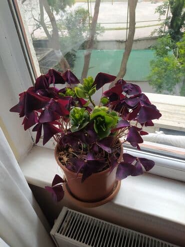 dibcek gulleri: Qırmızı yarpaqlı, üçkünc formalı yarpaqları olan gözəl dekorativ — 2