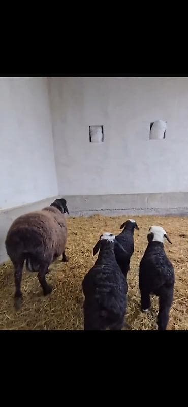 cins atlar: Uc balali qoyun ikinci dafa dogub balalardan biri erkək ikisi disidi — 1