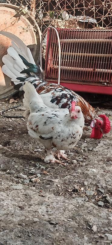 tutuquşu satışı: Yetiwkin damazliq yaponkalardi cox xirda novdu fere yumurtlayir tek — 8