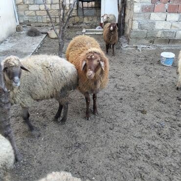 ВАЗ (ЛАДА): 6 qoyun 1qoc bir yaşında qoyunlar boğazdır satılır — 7