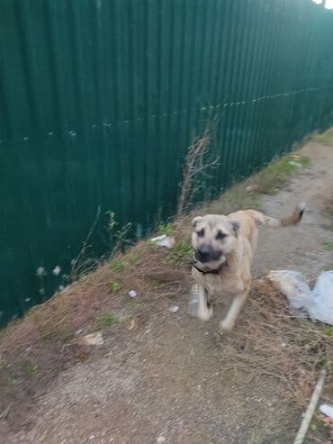 Kanqal, 3 il, Dişi, Peyvəndli, Ünvandan götürmə