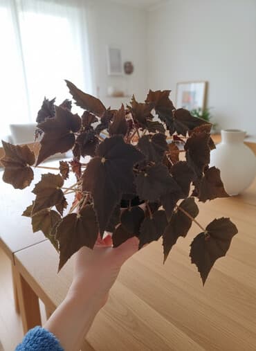 Qara yarpaqlı dekorativ otaq bitkisi – Begoniya (ehtimalən Begonia