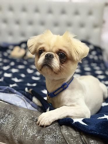 heyvan geyimleri: Pekines, 1 il, Erkek, Peyvəndli — 1