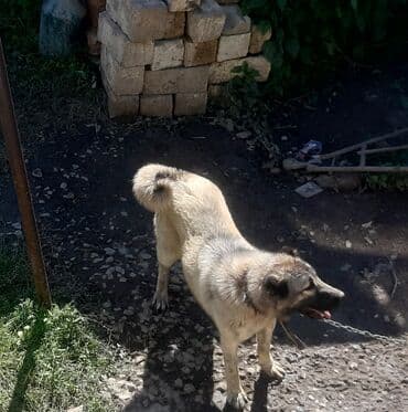 той пудель баку: 1 il, Dişi, Ünvandan götürmə — 2