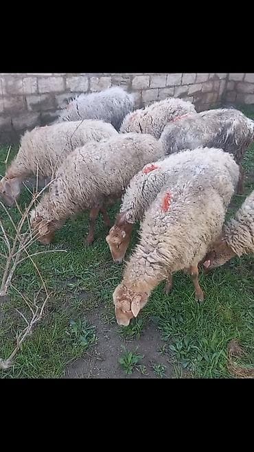 cins qoyun: Salam 9dene bogaz qoyun — 1